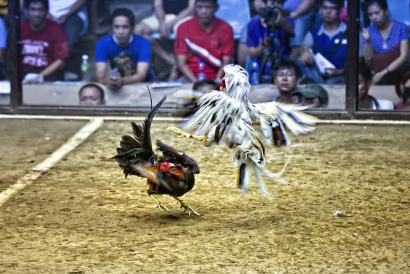 Sân chơi cá cược an toàn